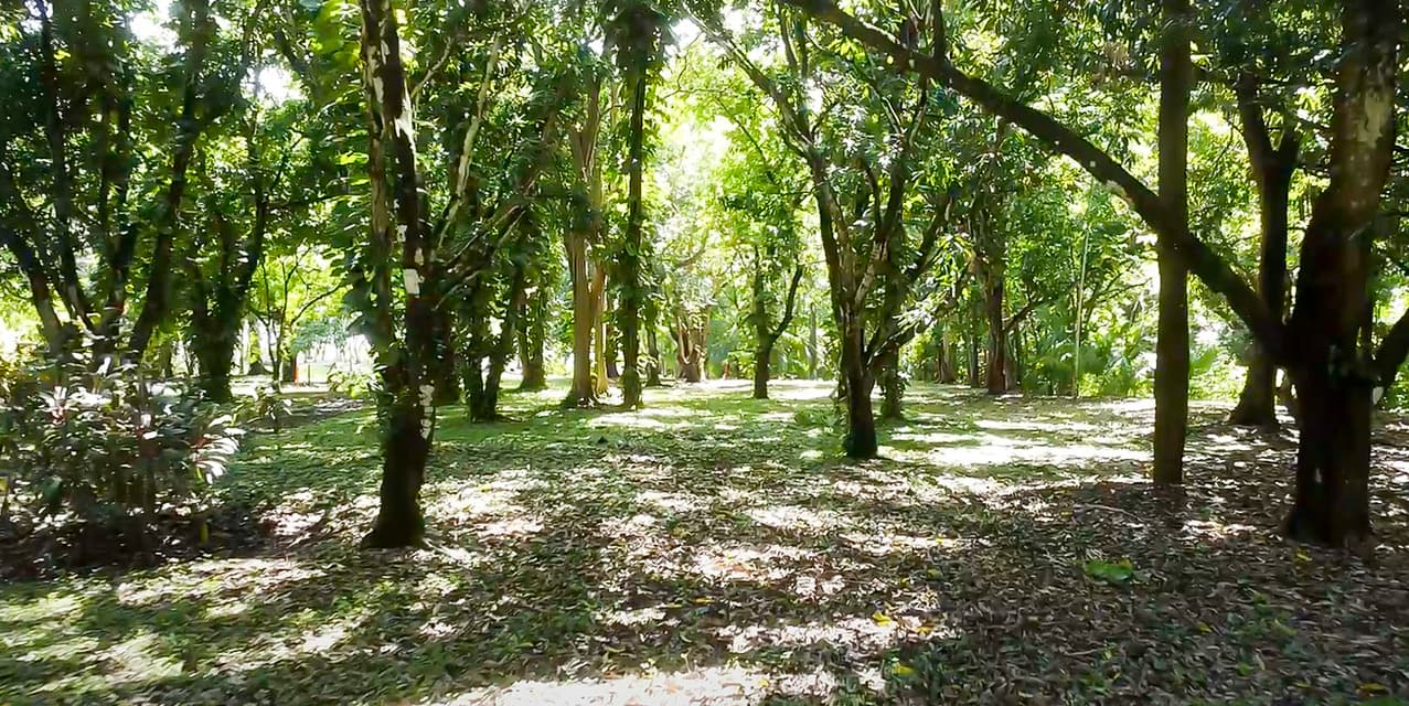 Malpaís Beachfront Lot with Quiet Bay — photo