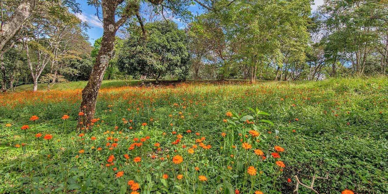 Terres Vertes Development Land in Ciudad Colón — photo
