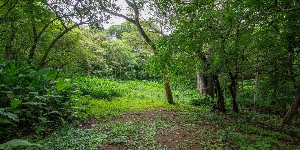 Highlands Cocoon Lot in La Esperanza, Nosara — photo