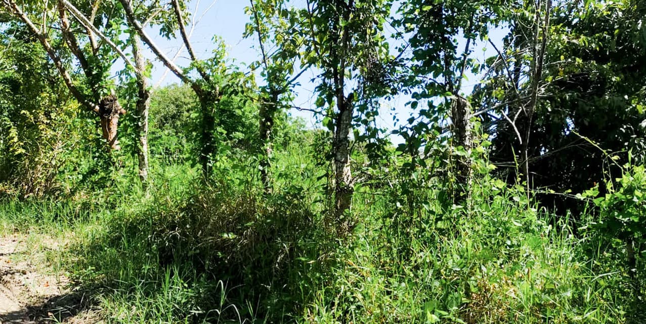 Gift of Nature Land at Playa Cabuya — photo
