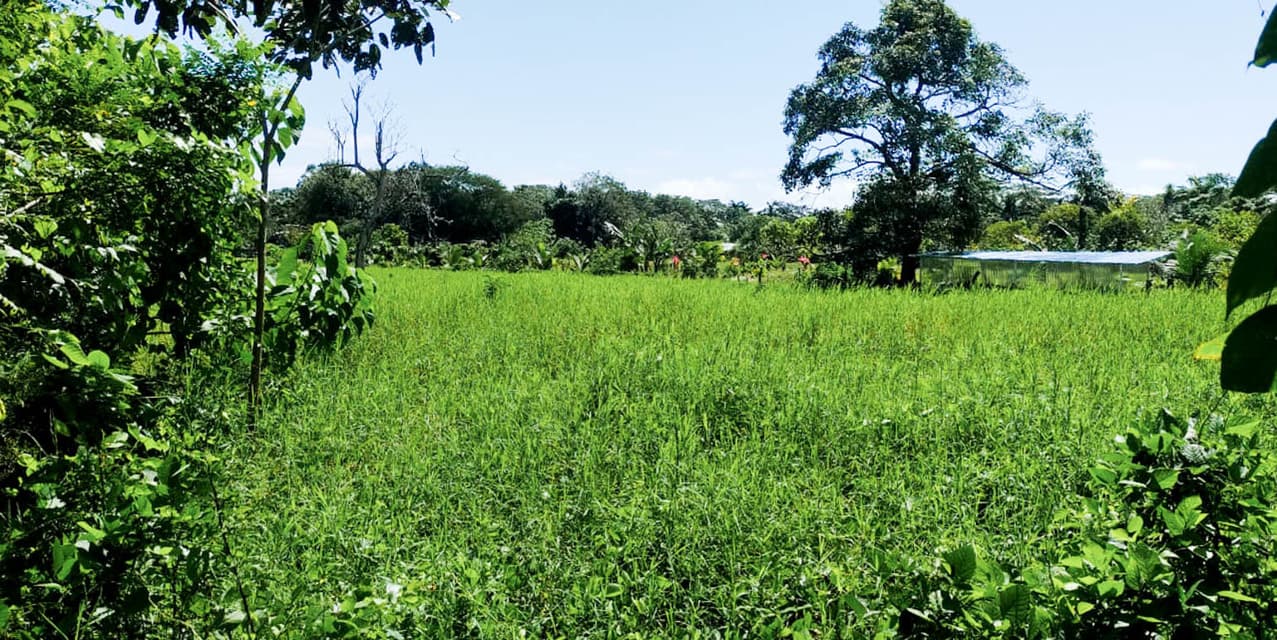 Gift of Nature Land at Playa Cabuya — photo