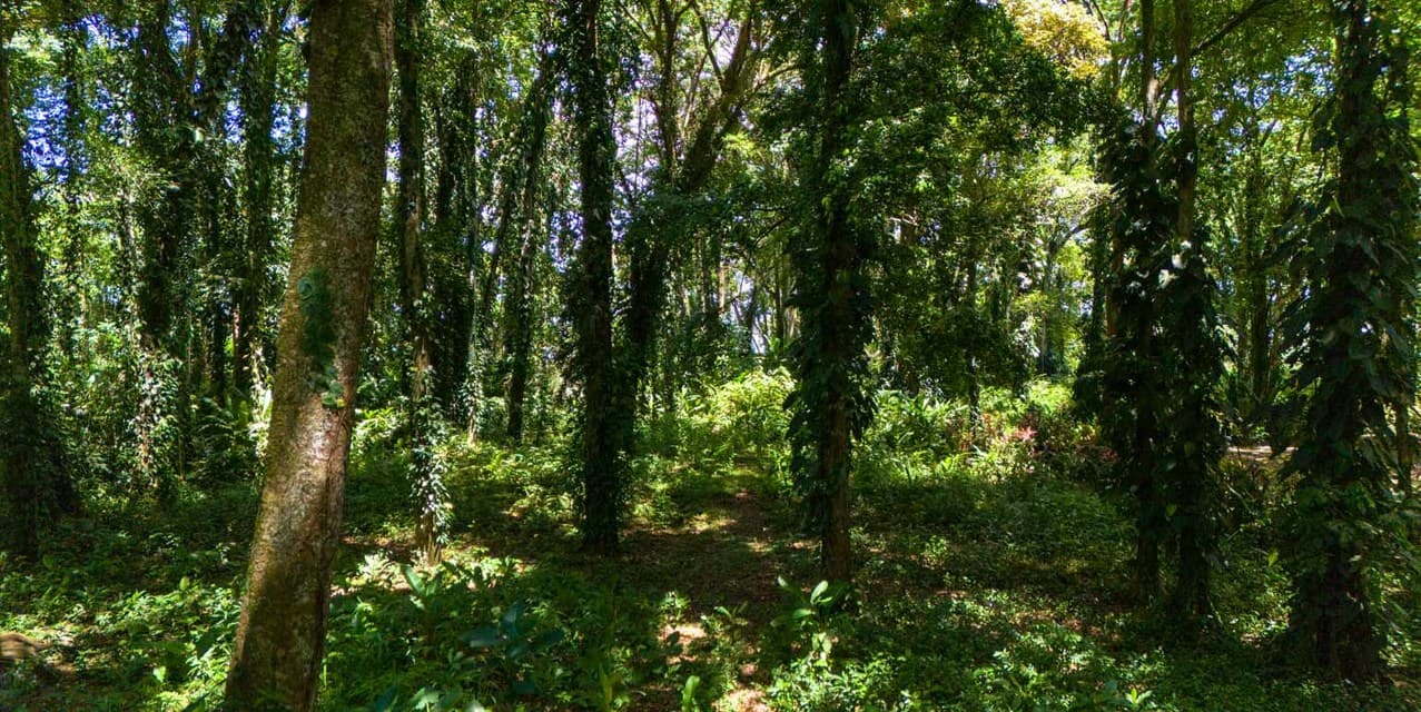 Playa Chiquita Shores Lush — photo
