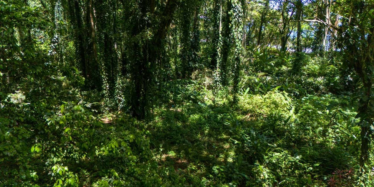 Playa Chiquita Shores Lush — photo