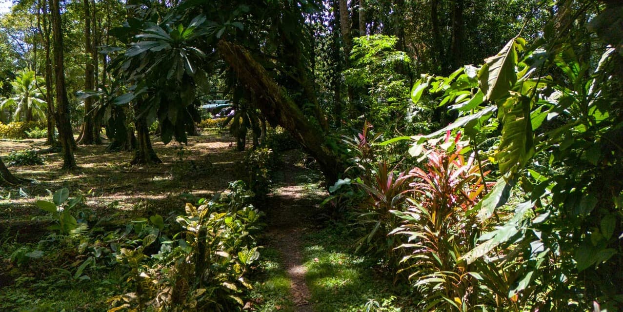 Playa Chiquita Shores Lush — photo