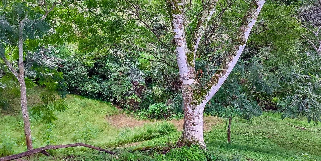 La Arboleda Lot in Santa Ana — photo