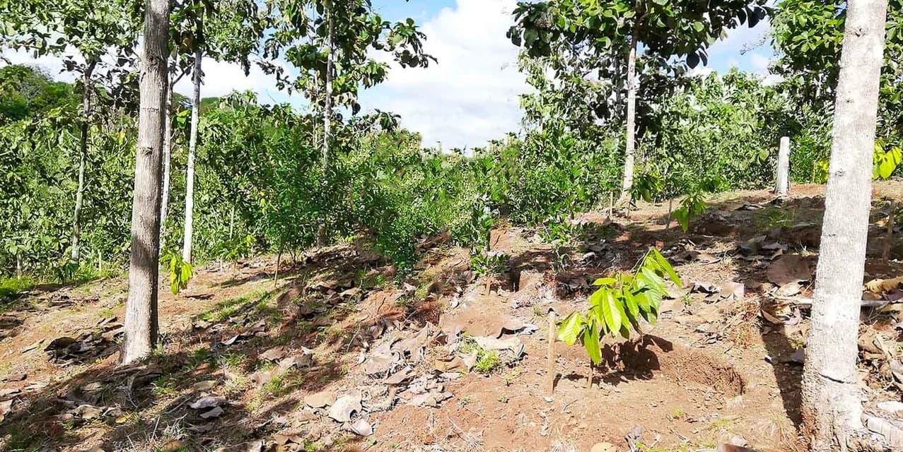 Santimar del Pacifico Farm at Turrubares — photo