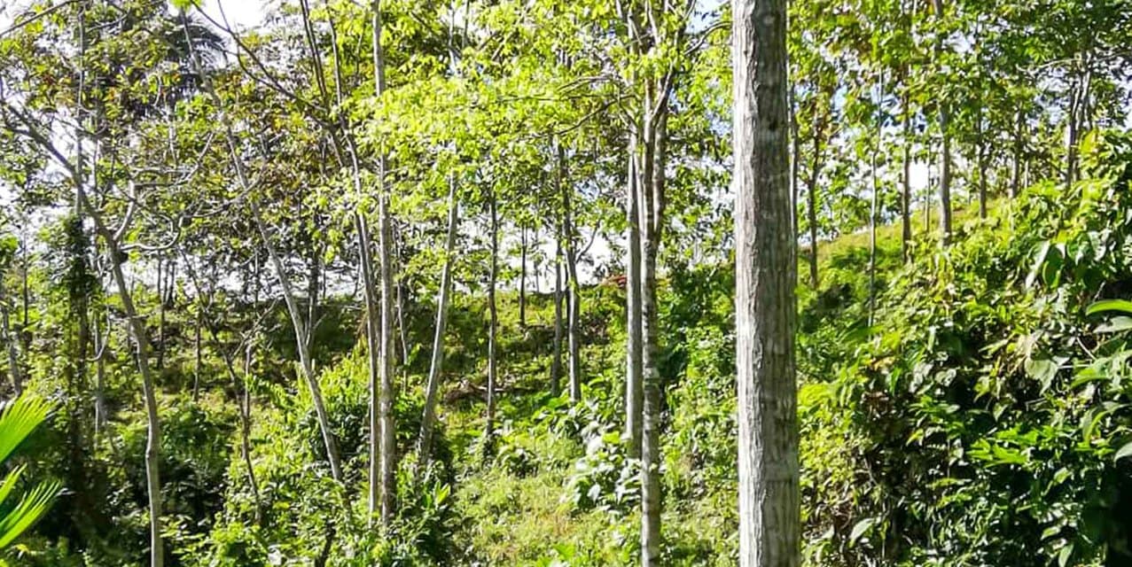 Santimar del Pacifico Farm at Turrubares — photo