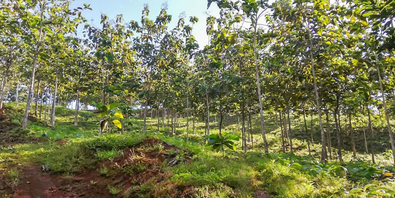 Santimar del Pacifico Farm at Turrubares — photo
