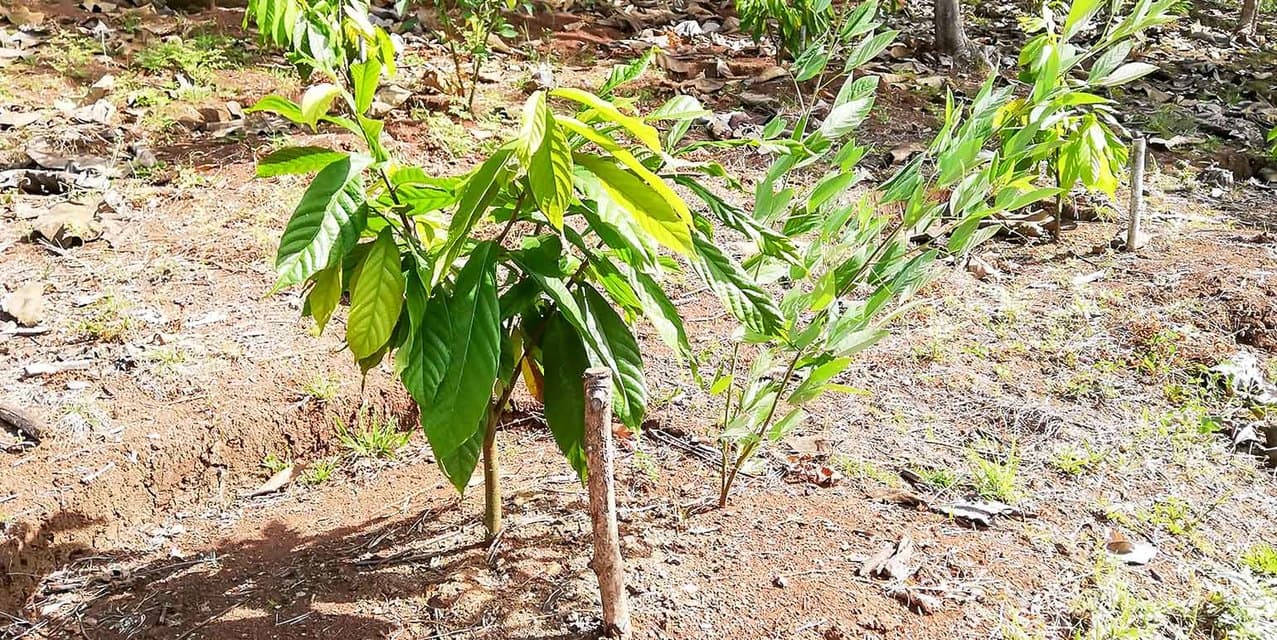 Santimar del Pacifico Farm at Turrubares — photo