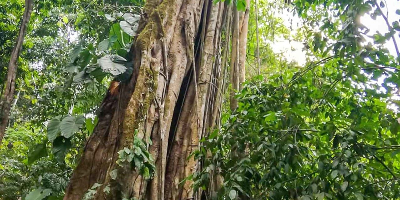 Santimar del Pacifico Farm at Turrubares — photo