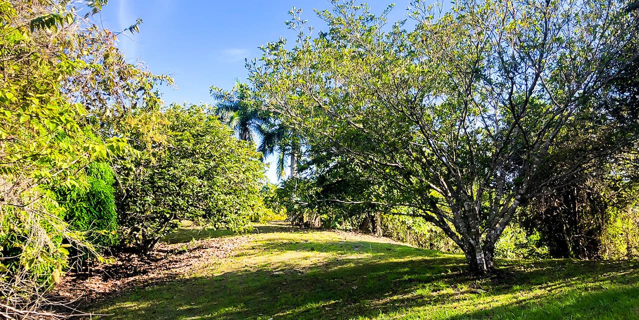 Private Lot at Las Delicias in Montezuma — photo