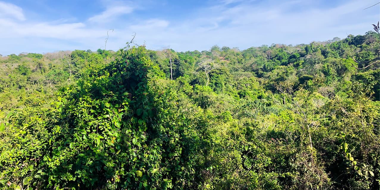 Private Lot at Las Delicias in Montezuma — photo