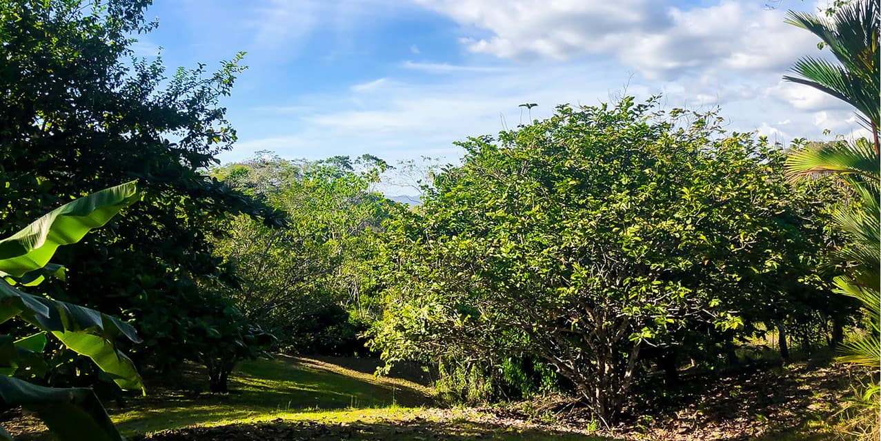 Private Lot at Las Delicias in Montezuma — photo