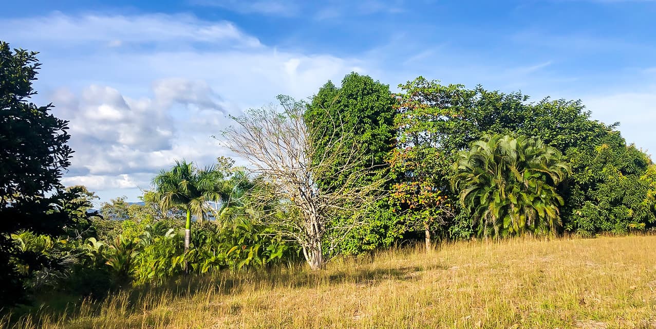 Private Lot at Las Delicias in Montezuma — photo