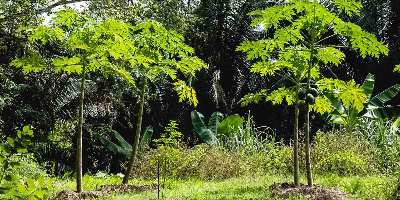 Private Lots in Gated Community near Playa Hermosa — photo