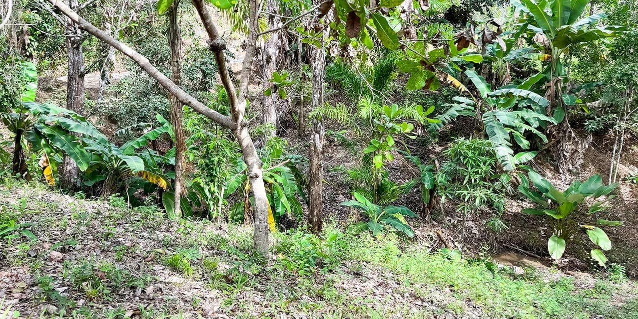 Lote en la Colina en Manzanillo — photo