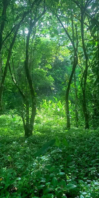 Lot Surrounded by Nature at Santa Teresa — photo