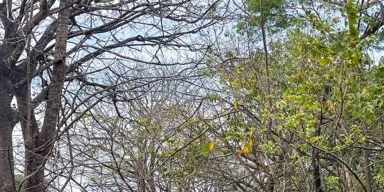 Gold Land at Santiago, Santa Teresa — photo