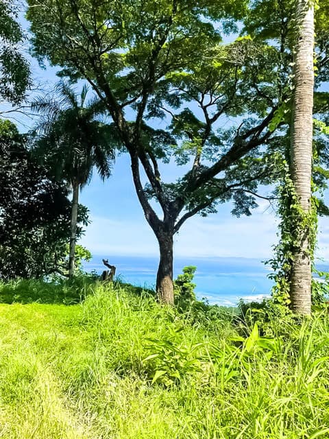 Peaceful Lot at Malpaís — photo
