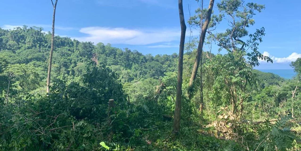 Lote Plano en la Jungla Cerca de Playa Carmen — photo