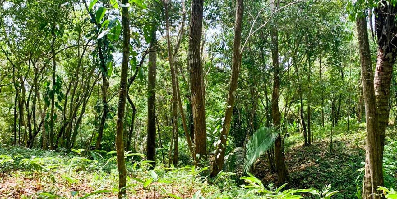 Lote Plano en la Jungla Cerca de Playa Carmen — photo