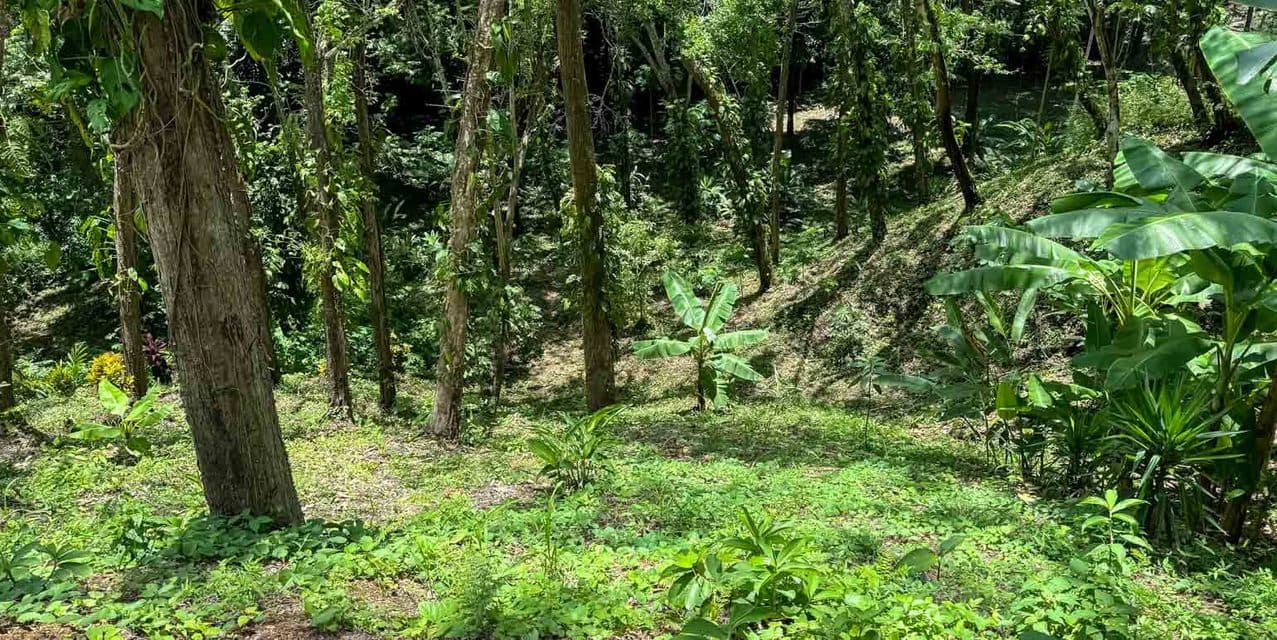Perfect Oasis Lot at Santa Teresa — photo