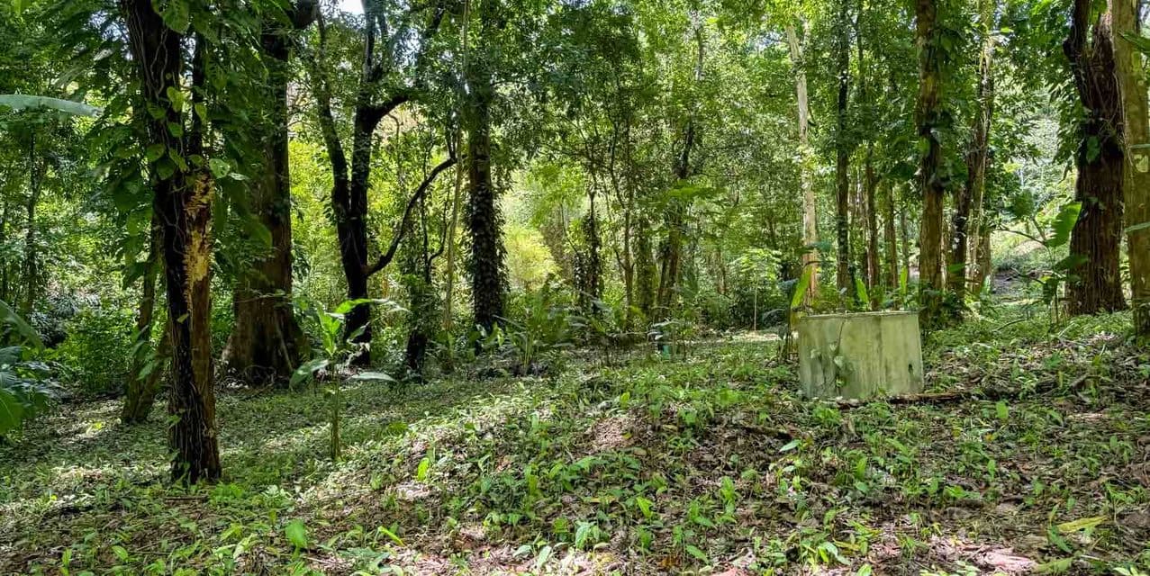 Perfect Oasis Lot at Santa Teresa — photo