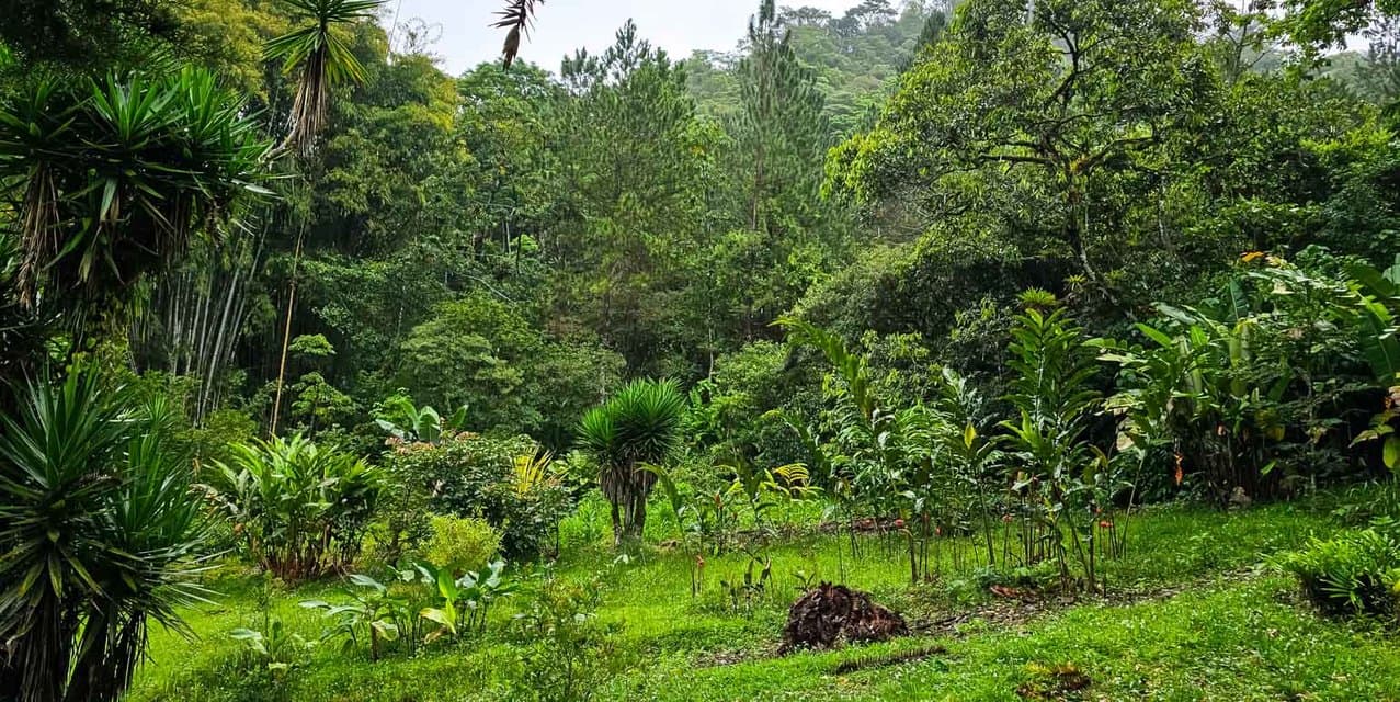 Finca Verde in Orosi, Cartago — photo