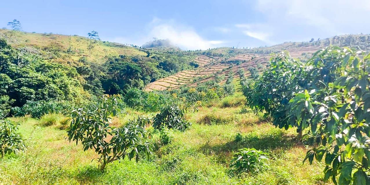 Finca Agroindustrial in Naranjo — photo
