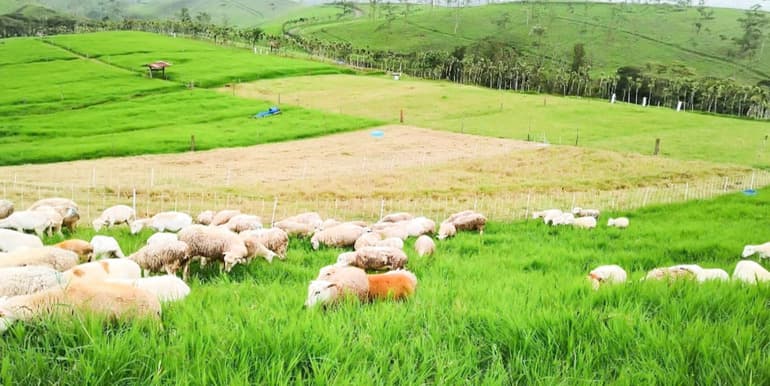 Finca Agroindustrial in Naranjo