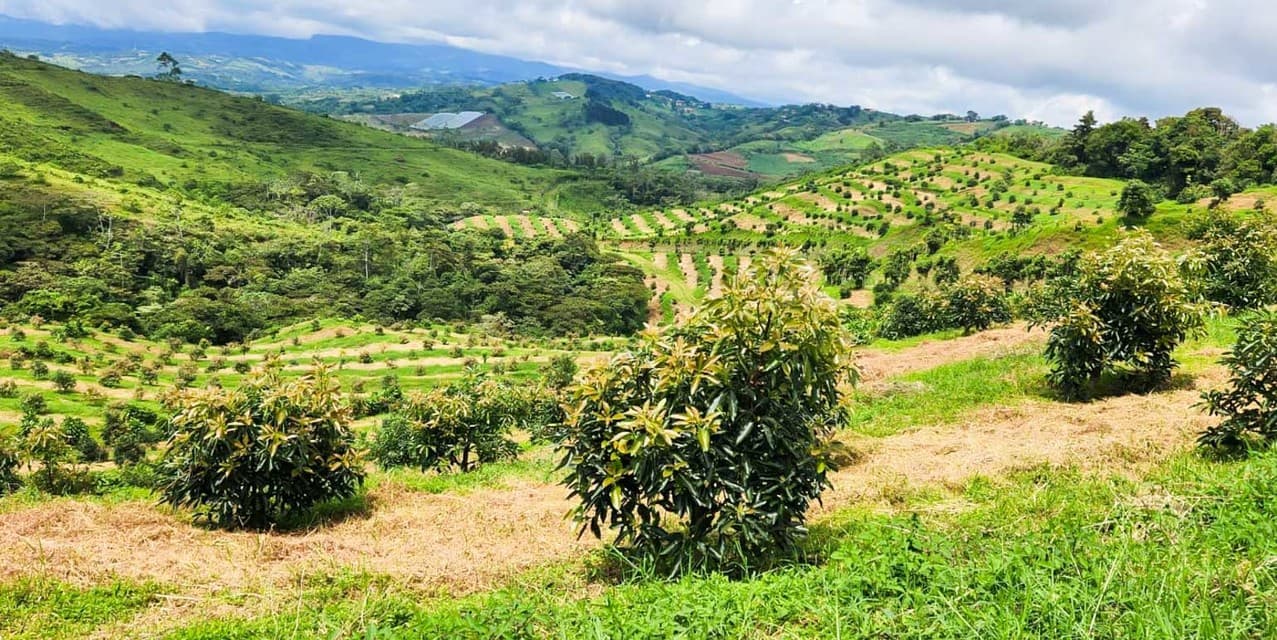 Finca Agroindustrial in Naranjo — photo