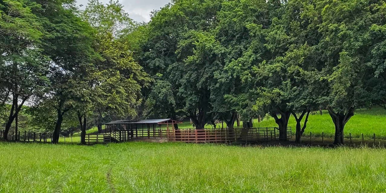 Los Olivos Cattle Farm in Limonal — photo