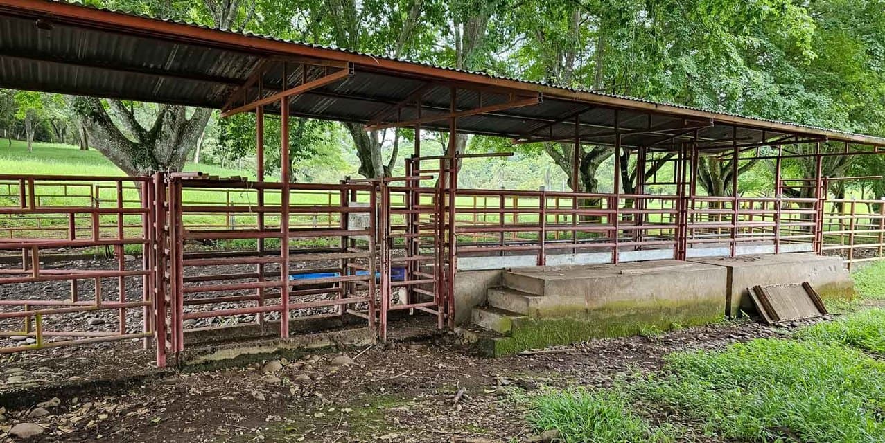 Los Olivos Cattle Farm in Limonal — photo