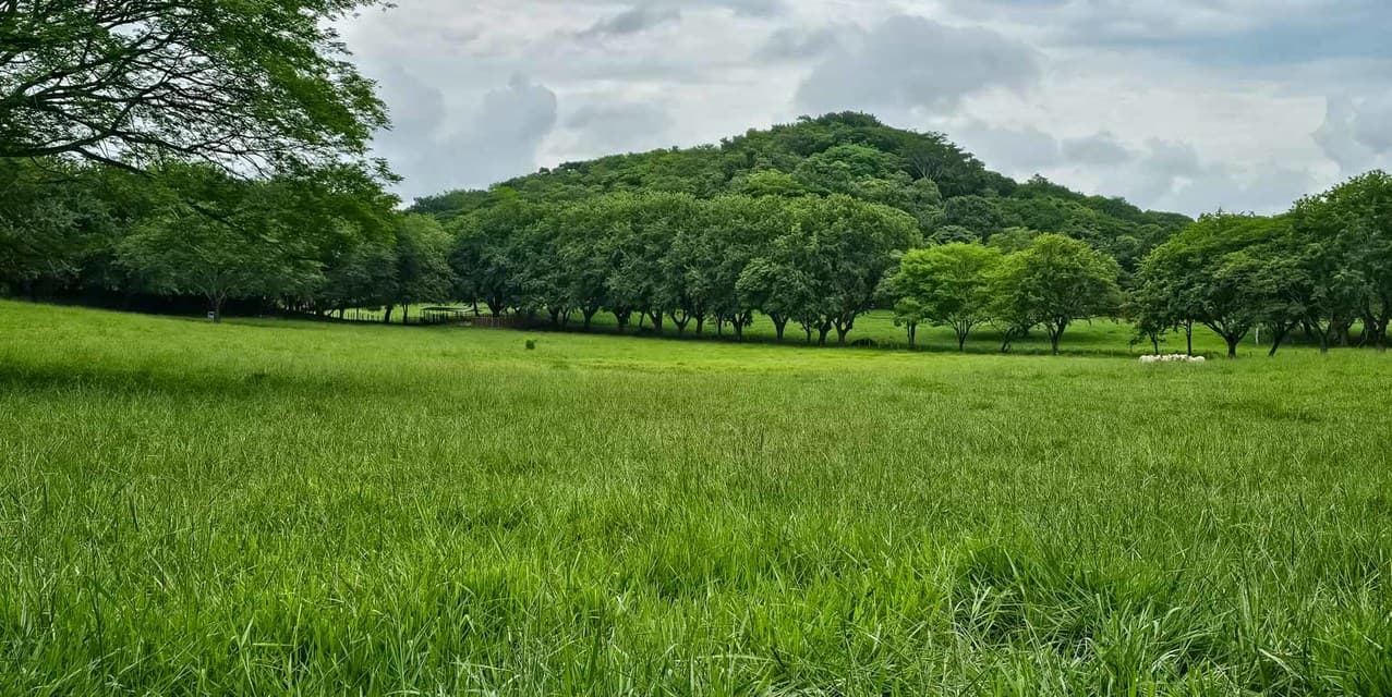 Los Olivos Cattle Farm in Limonal — photo