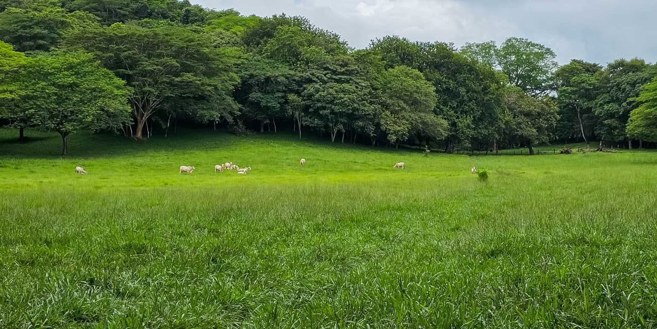Los Olivos Cattle Farm in Limonal — photo