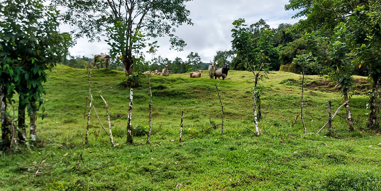 Los Altos Farm in San Miguel de Batán — photo