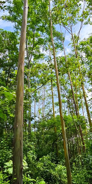 Finca & Bosque Arcoiris in Puriscal — photo