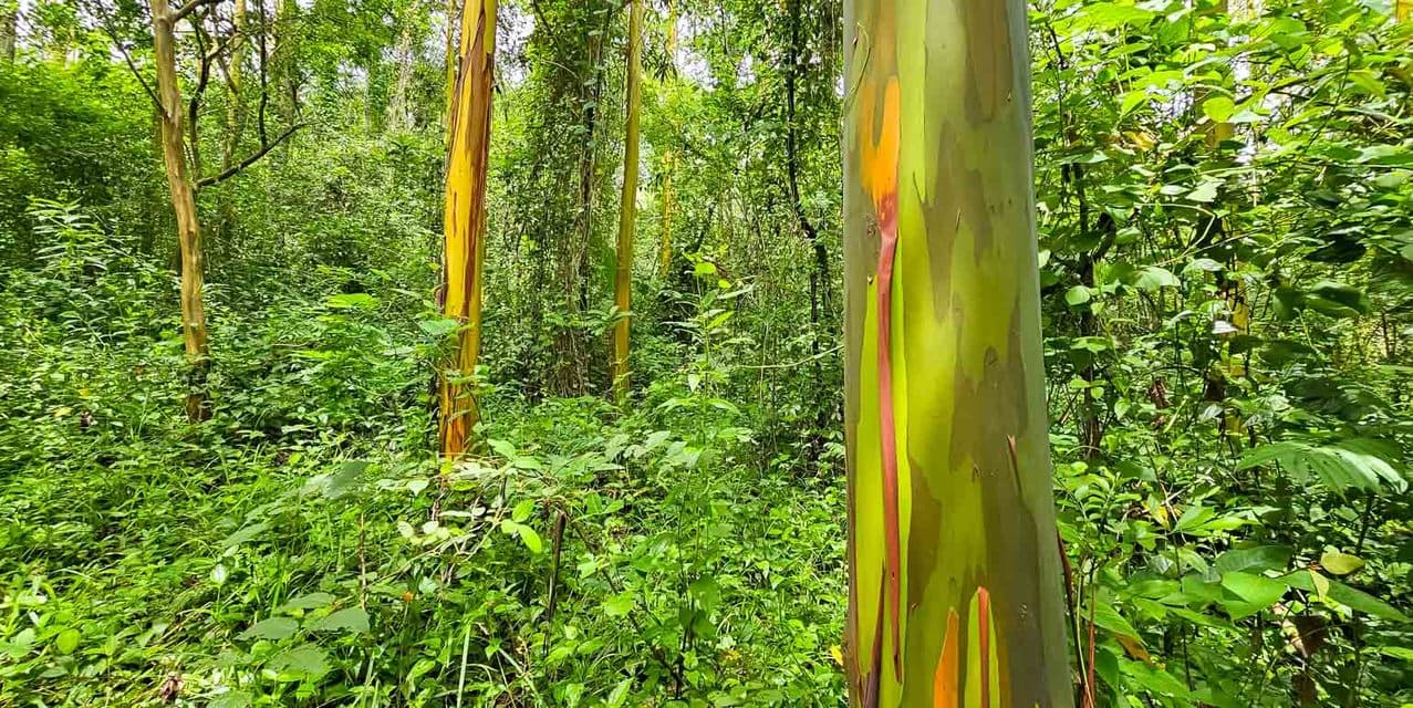 Finca & Bosque Arcoiris in Puriscal — photo