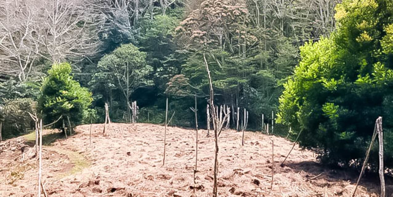Quinta Bosque del Jardín de Dota — photo