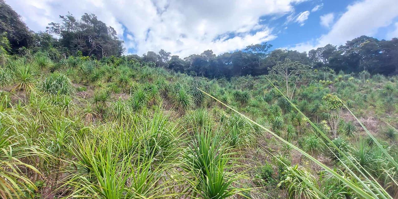 Finca Galería Verde en San Ramón, Alajuela — photo