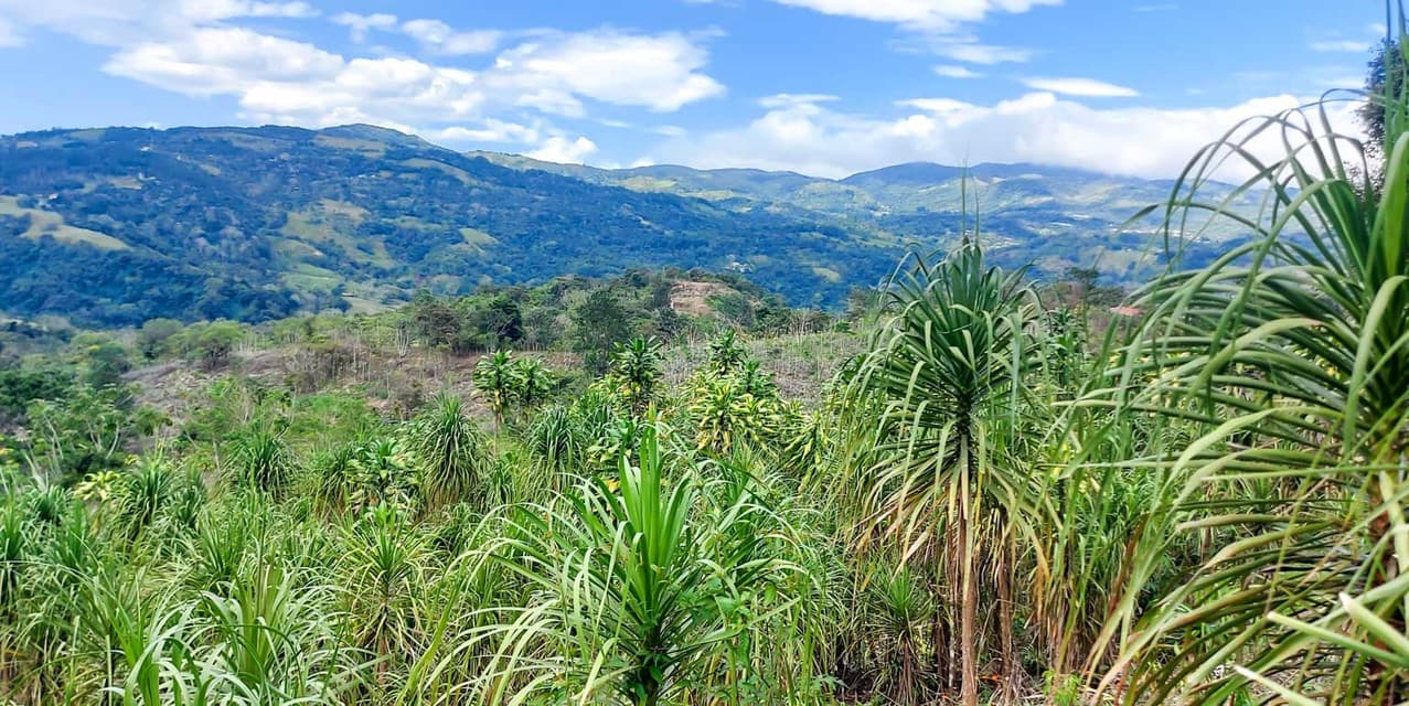 Finca Galería Verde en San Ramón, Alajuela — photo