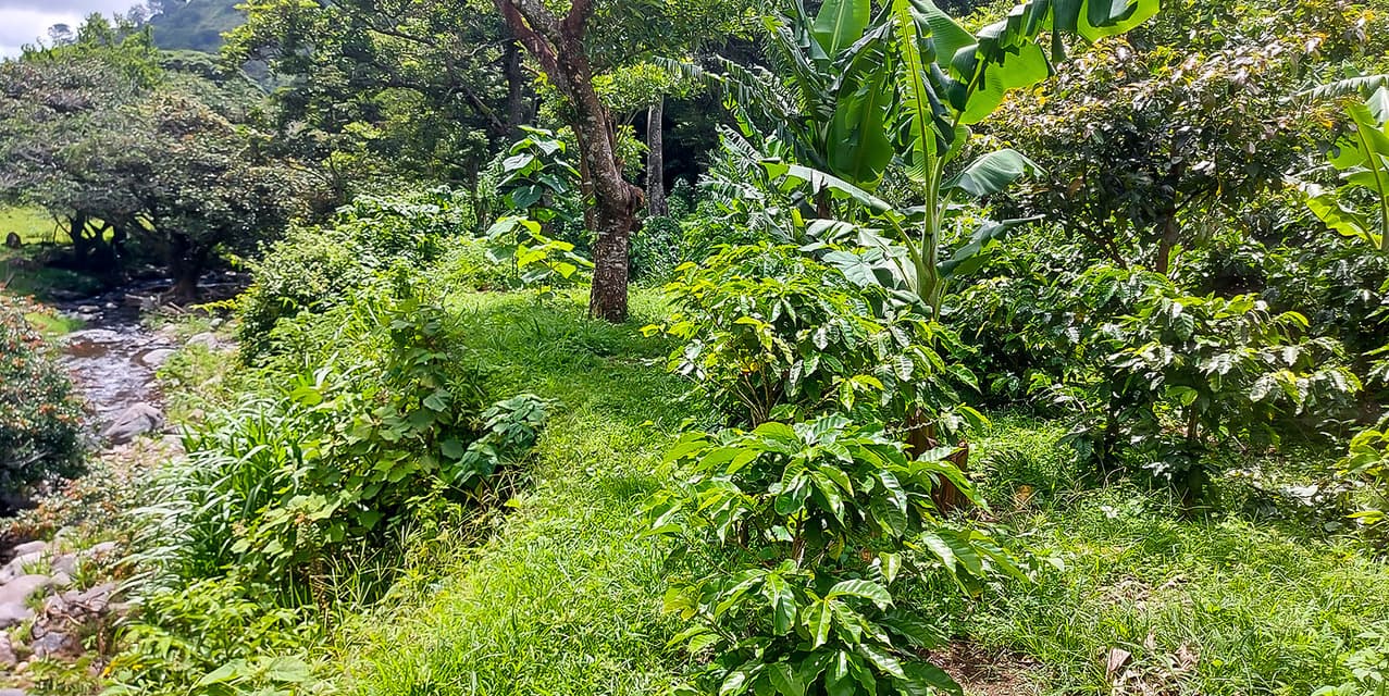 Coffee Mill Farm in Monteverde — photo