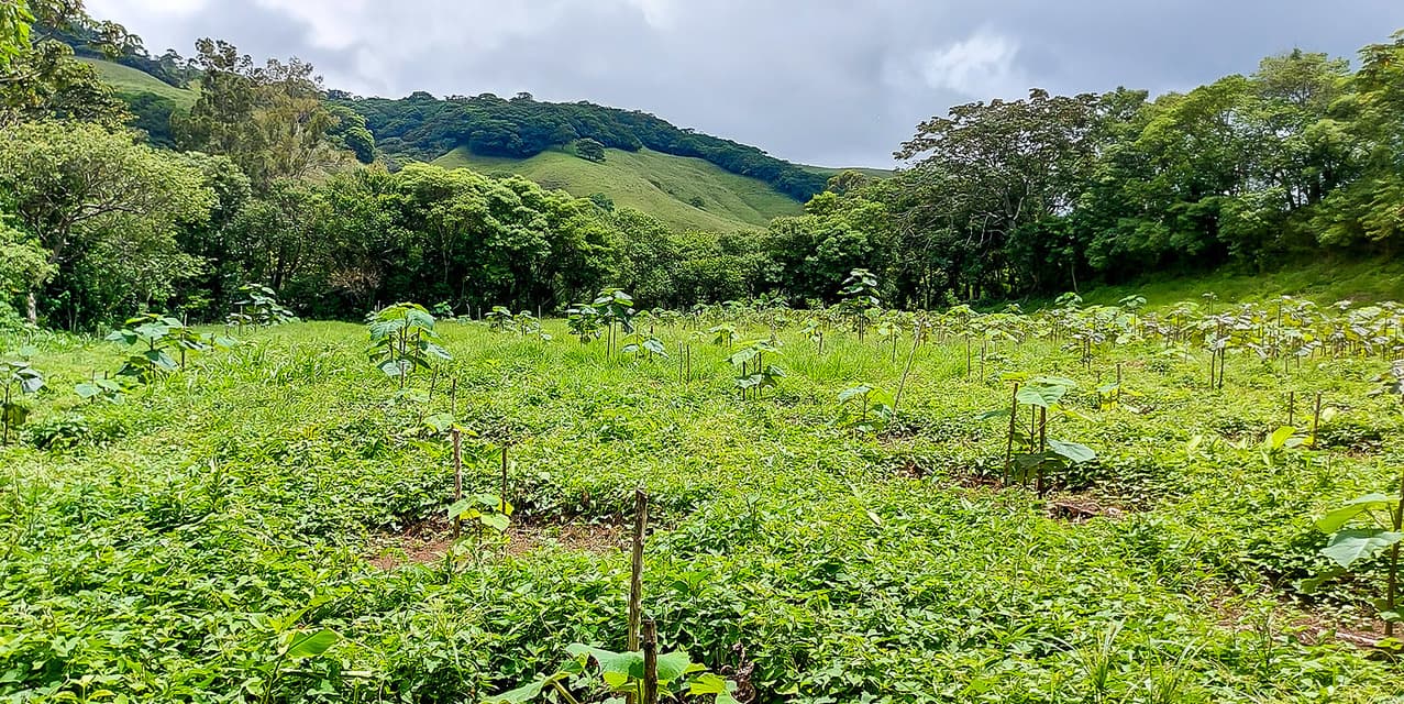 Coffee Mill Farm in Monteverde — photo