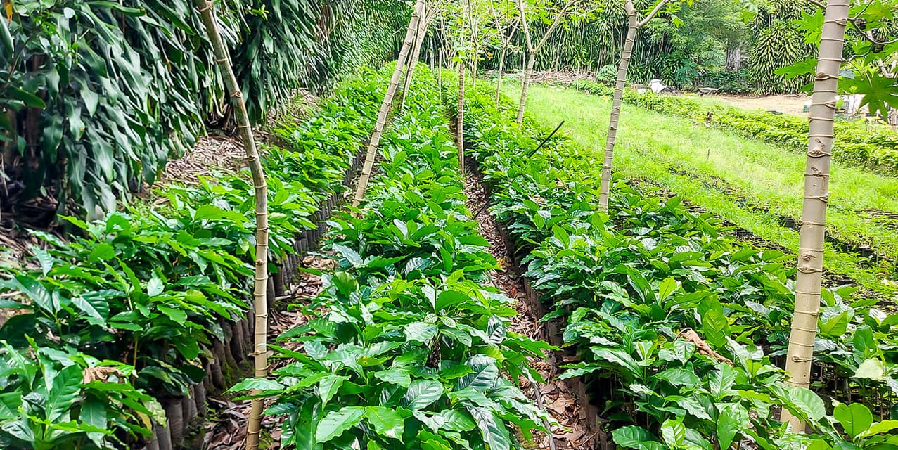 Coffee Mill Farm in Monteverde — photo