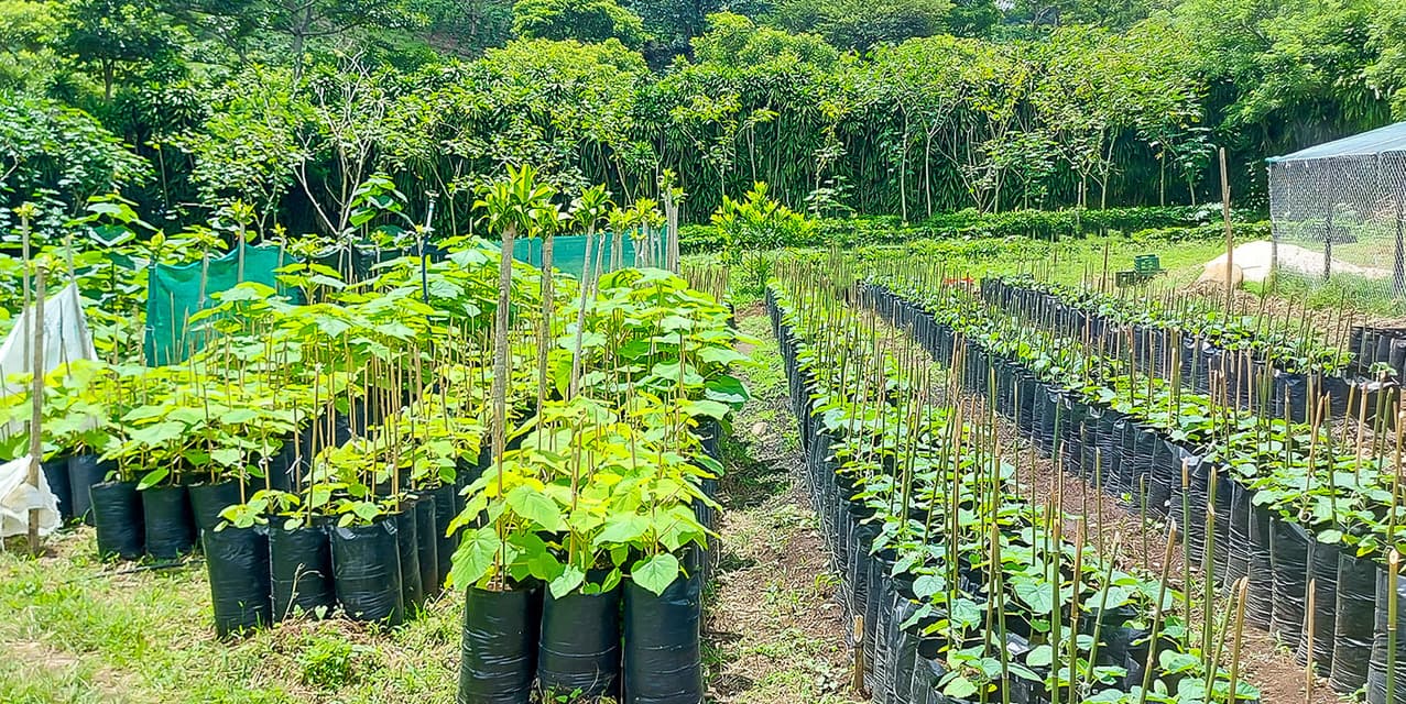 Coffee Mill Farm in Monteverde — photo