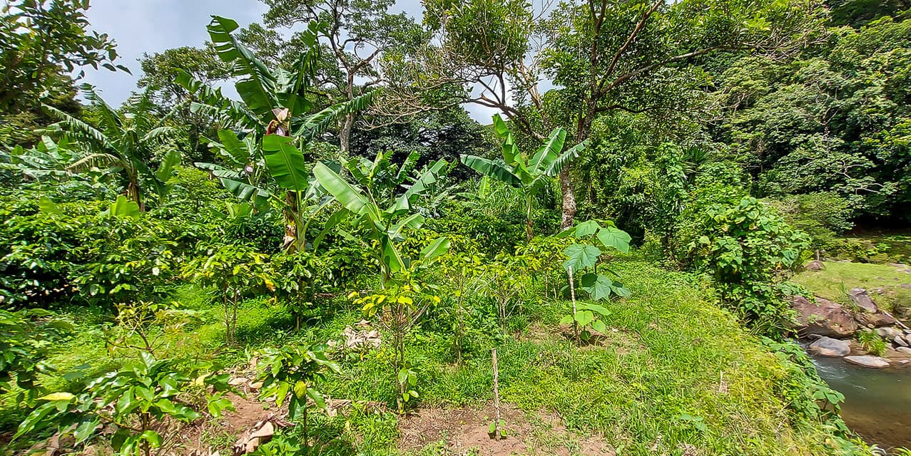 Coffee Mill Farm in Monteverde — photo