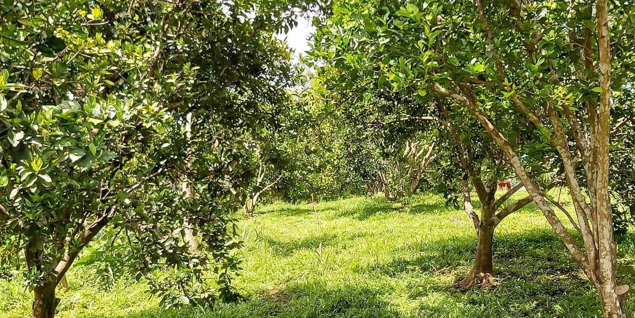 Miramar Farm in Puntarenas — photo
