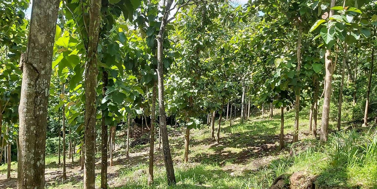 Miramar Farm in Puntarenas — photo