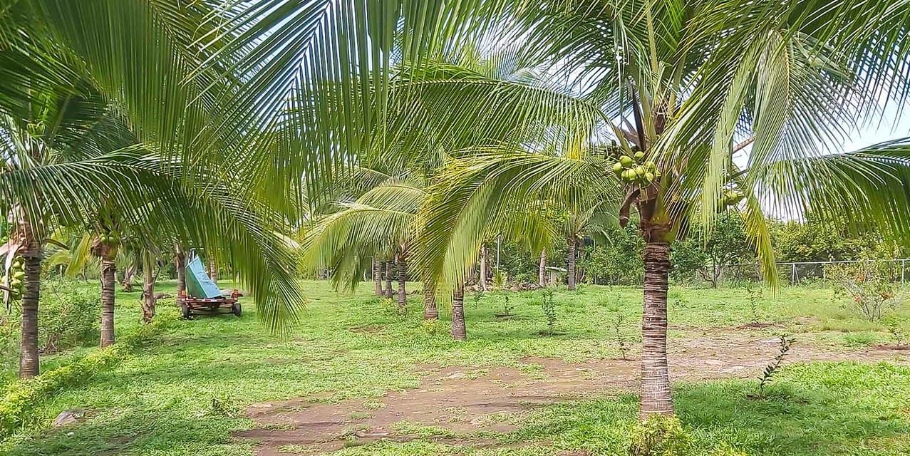 Miramar Farm in Puntarenas — photo