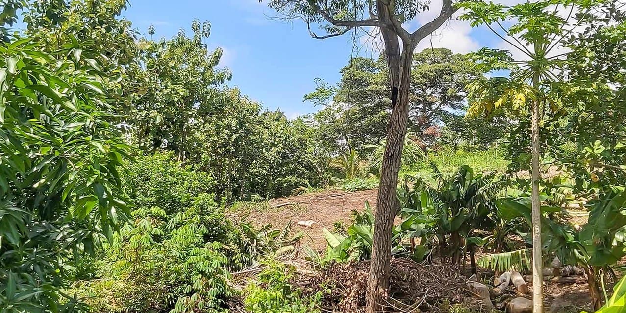Miramar Farm in Puntarenas — photo